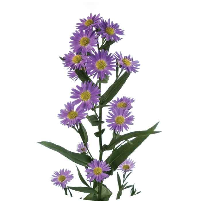 Aster Monarch Purple Select