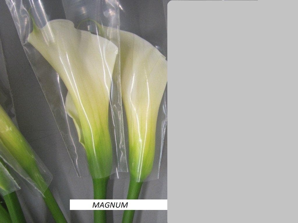 Calla-Zantedeschia White Magnum
