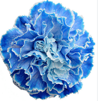 Carns Tinted Blue Select