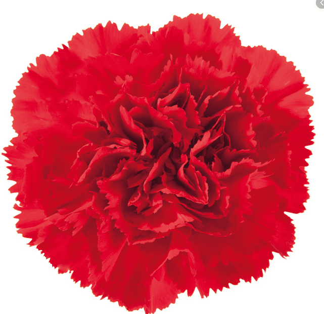 Carns Red Don Pedro Fancy