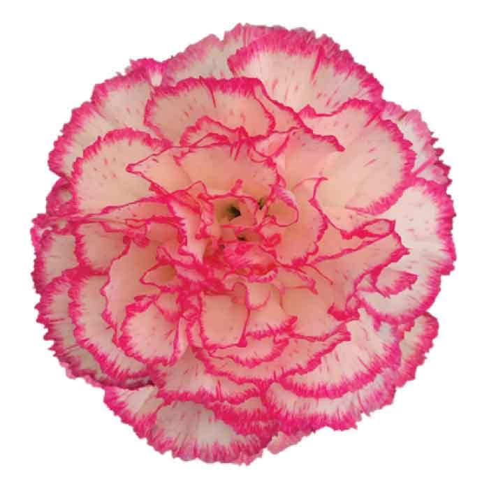 Carns Komachi Bi-color Wh/pk Select