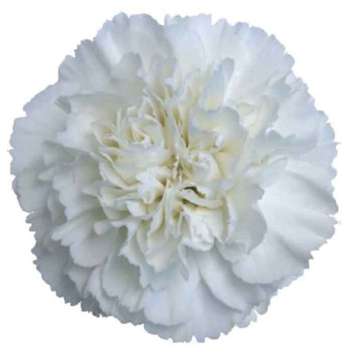 Carns Moonlight White Std