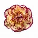 Carns Bi-Color YW/PU Viana Select