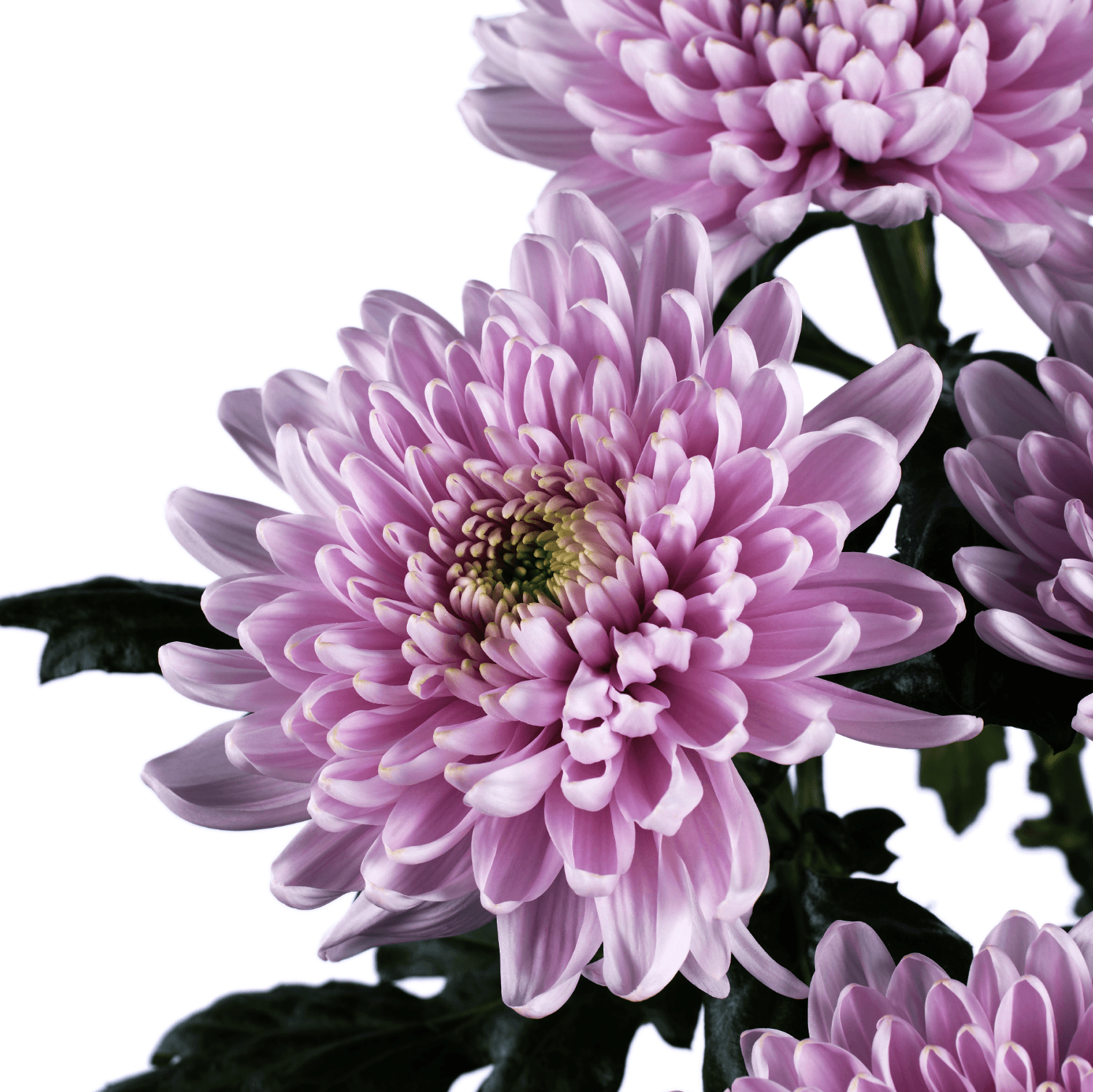 Mums Lavender Cremon Rossano
