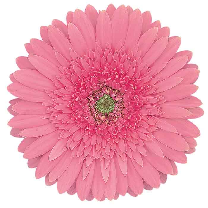 Gerbera Light Pink 45cm