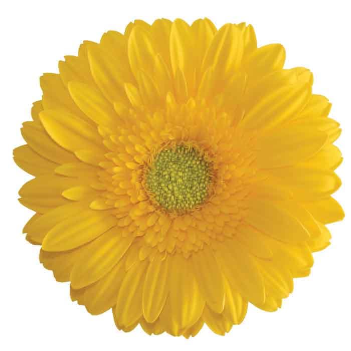 Gerbera Yellow 50cm