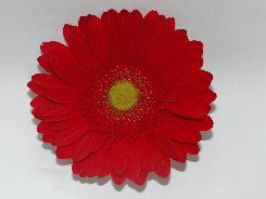 Gerbera Red 50cm
