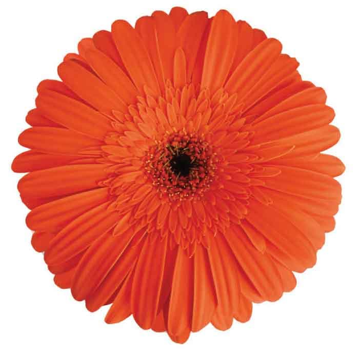 Gerbera Orange 50cm