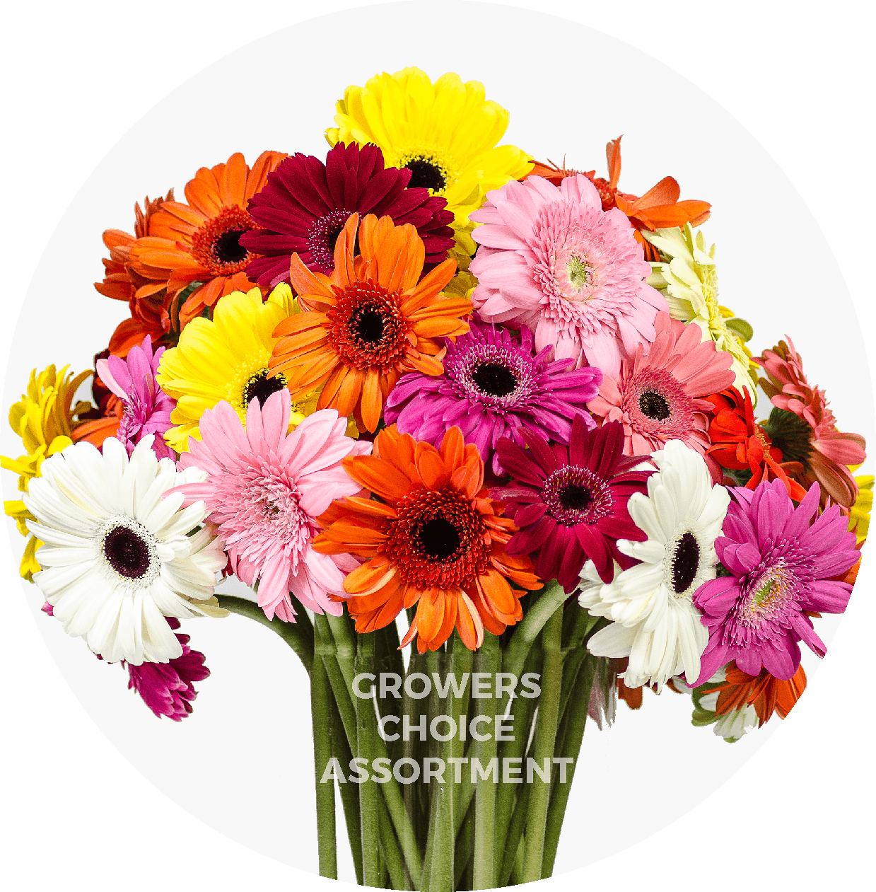 Gerbera Asst 50cm