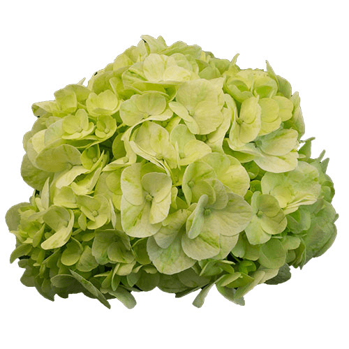 Hydrangea Kiwi Green Select