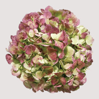 Hydrangea Antique Red