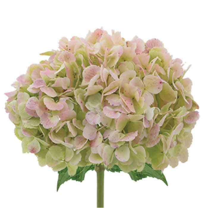 Hydrangea Antique Green