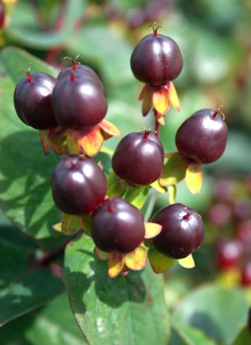 Hypericum Magical Universe Wine Burgundy 70cm