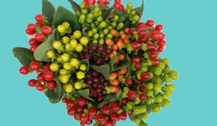 Hypericum Romance Asst 70cm