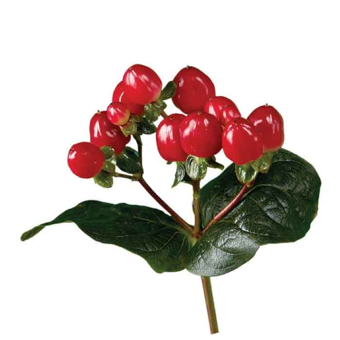 Hypericum True Romance Red 60cm