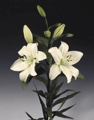 Lily Hybrid White 3/4
