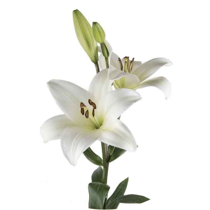 Lily White Hybrid Bach 3/4