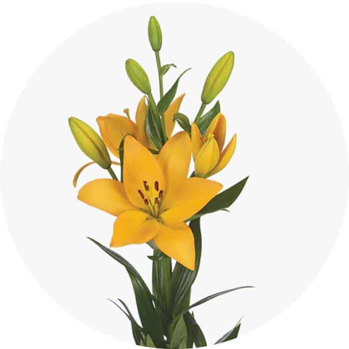 Lily Hybrid Dazzle Yellow 3/4