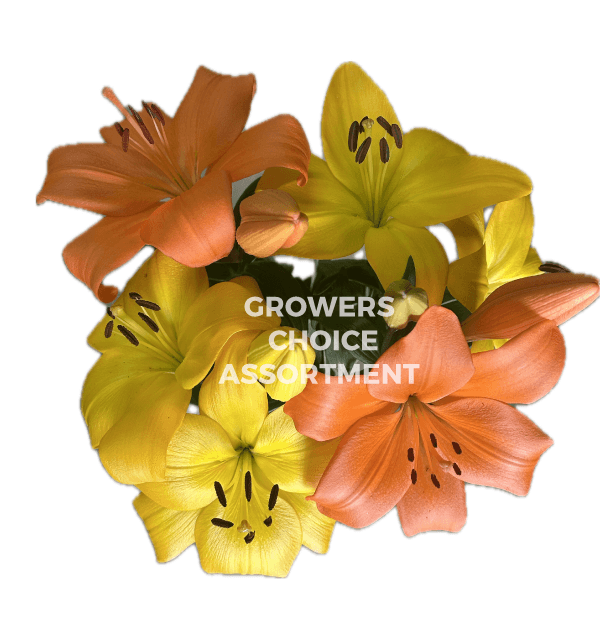 Lily Hybrid Orange/yellow Fall Pack 3/4