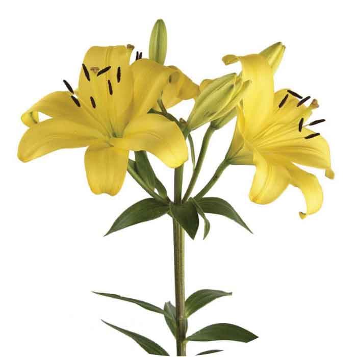 Lily Yellow Hybrid Pavia 3/4