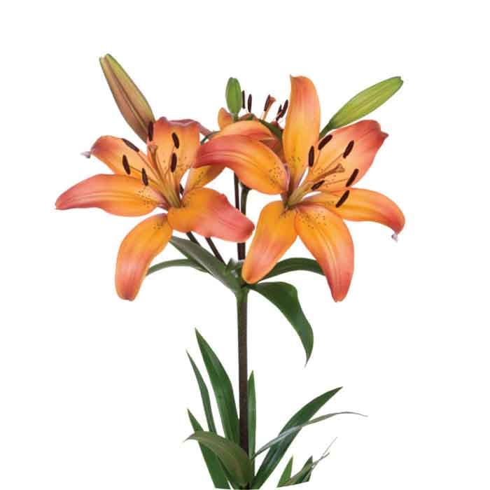Lily Hybrid Royal Sunset Bi-color Or/yw/rd 3/4