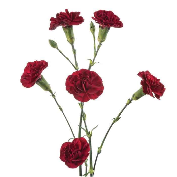 Minis Chauteau Burgundy