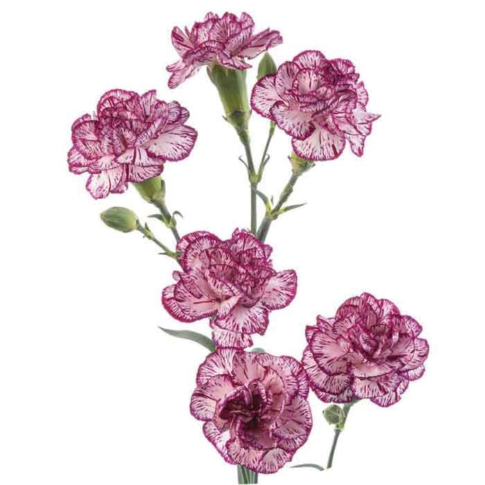 Minis Spectro Bi-color Purple