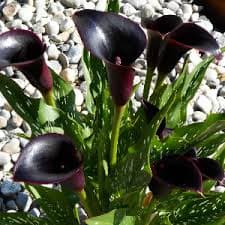Mcalla-zantedeschia Cantor Black 50cm