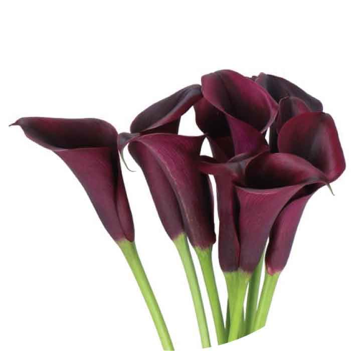 Mcalla-zantedeschia Odessa Black 50cm