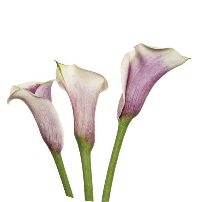 MCalla-Zantedeschia Bi-Color PU/WH Picasso 50cm