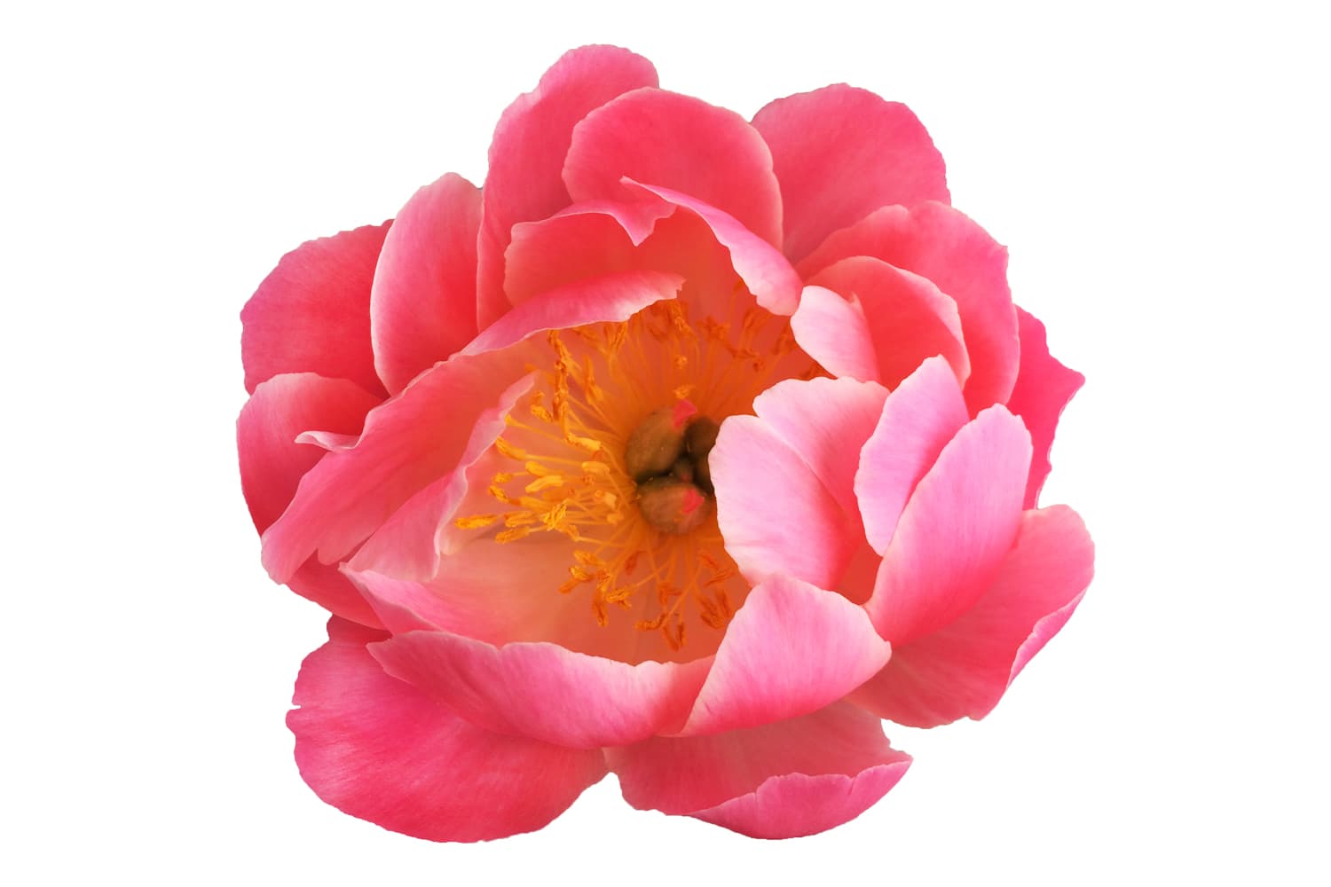 Peony Coral Sunset Peach 50cm