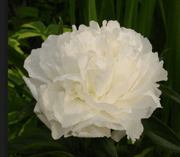 Peony Duchess De Nemo White 50cm