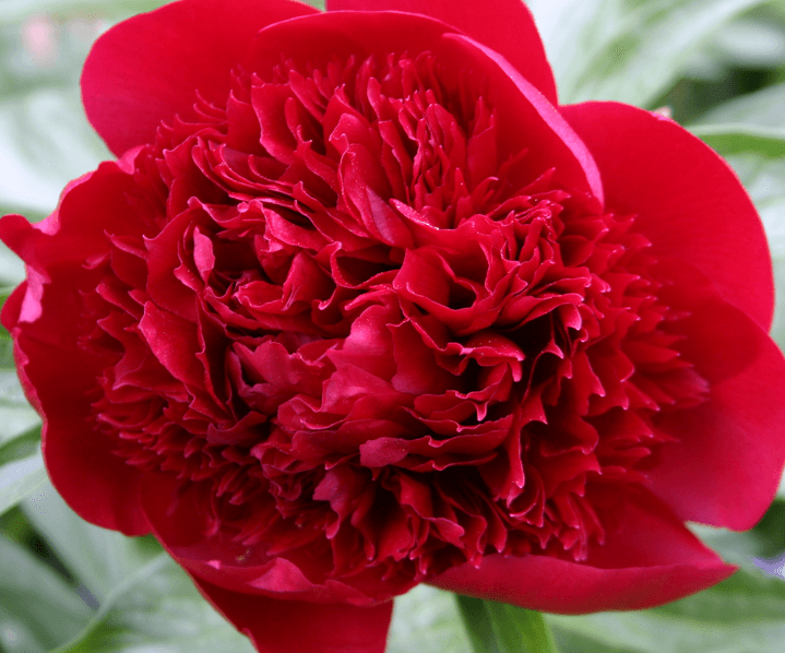 Peony Red Charm Red 50cm