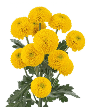 Pom Yellow Novelty Button Paint Ball