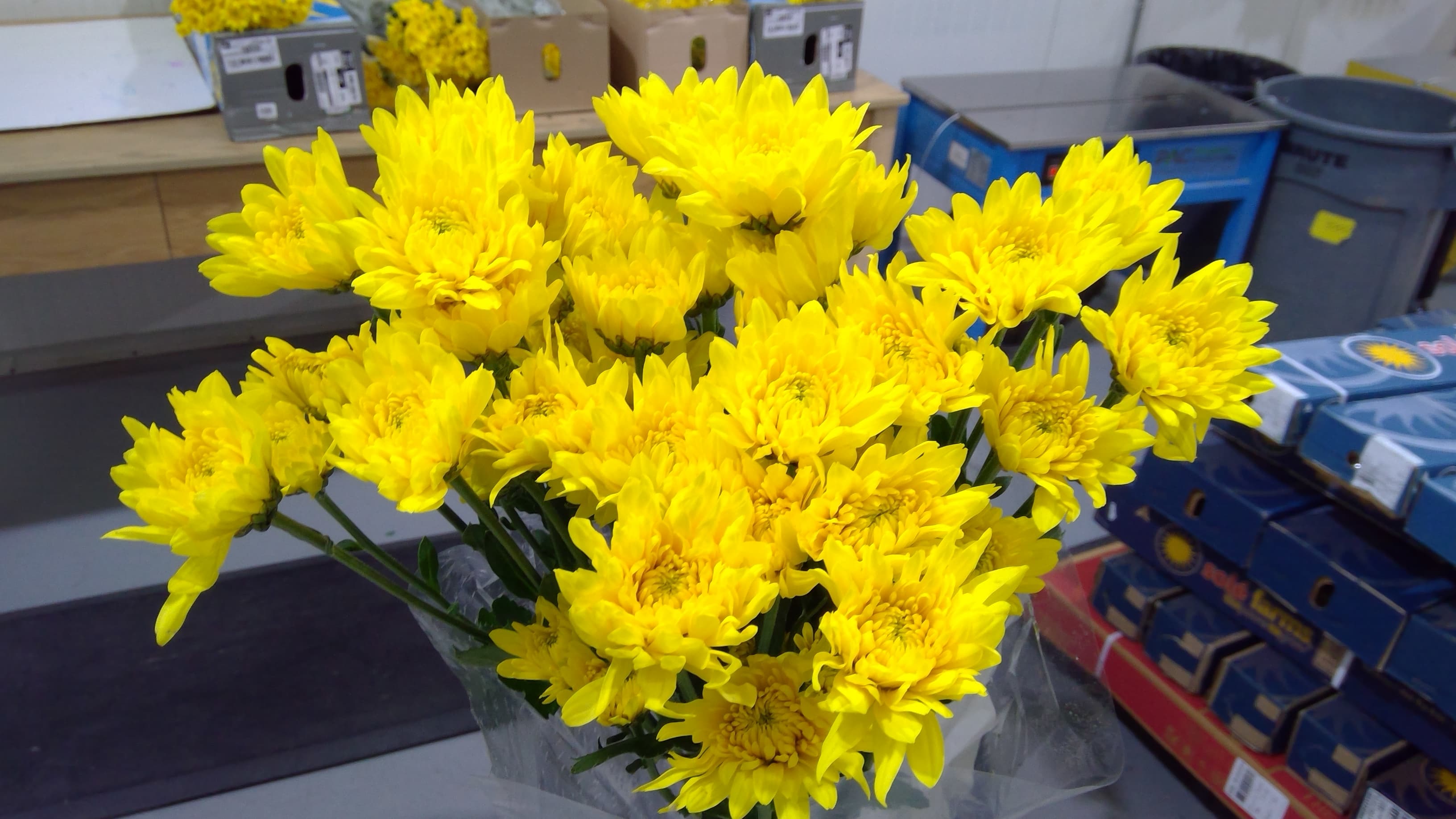 Pom Cushion Soleado Yellow Platinum