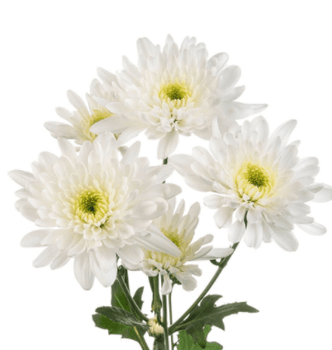 Pom Cushion Artic Queen White