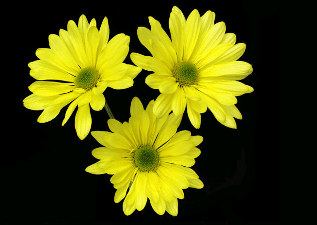 Pom Yellow Daisy Atlantis