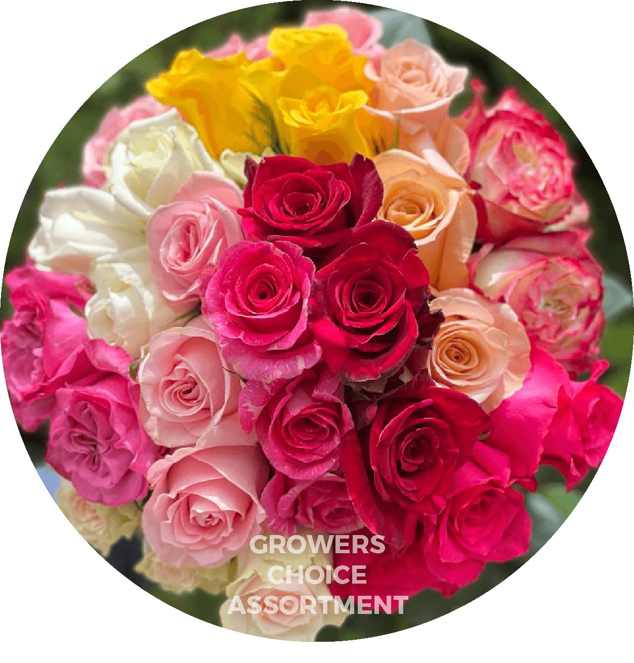 Rose Asst Colors ECU 60cm