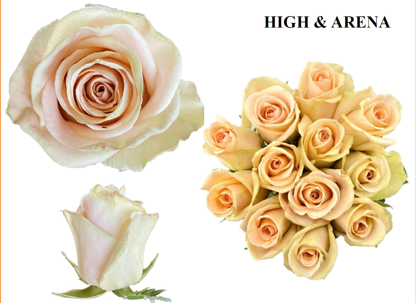 Rose High & Arena Ecu Cream 50cm