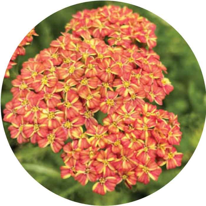 Achillea Spx Orange 60-65cm