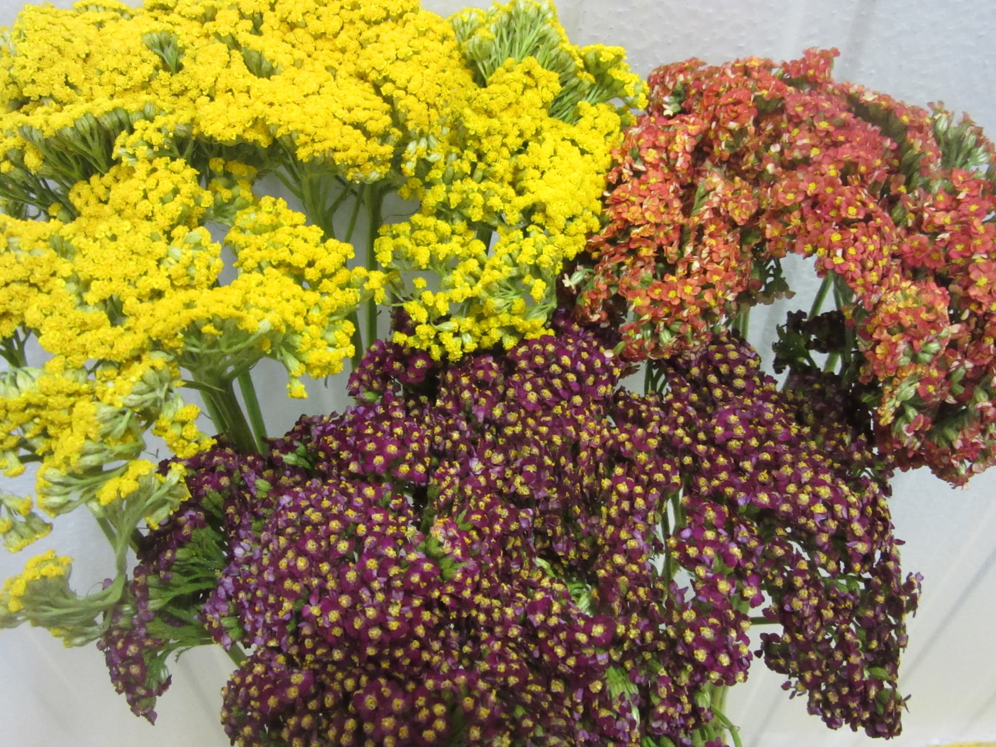 Achillea Spx Fall Pack 60-65cm