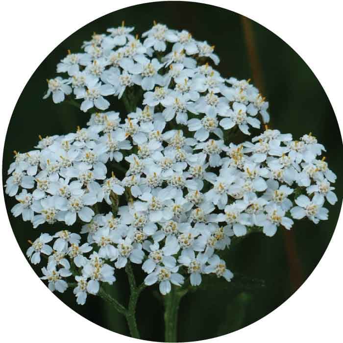 Achillea Spx White 60-65cm