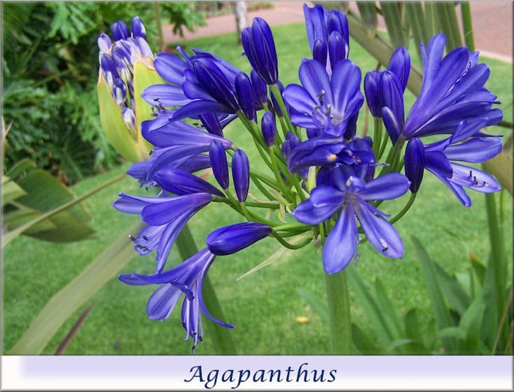 Agapanthus SPX Blue 75-80cm