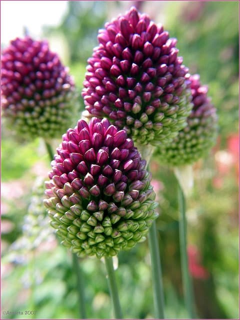 Allium SPX Purple Bullit