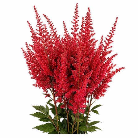 Astilbe Spx Red 50cm