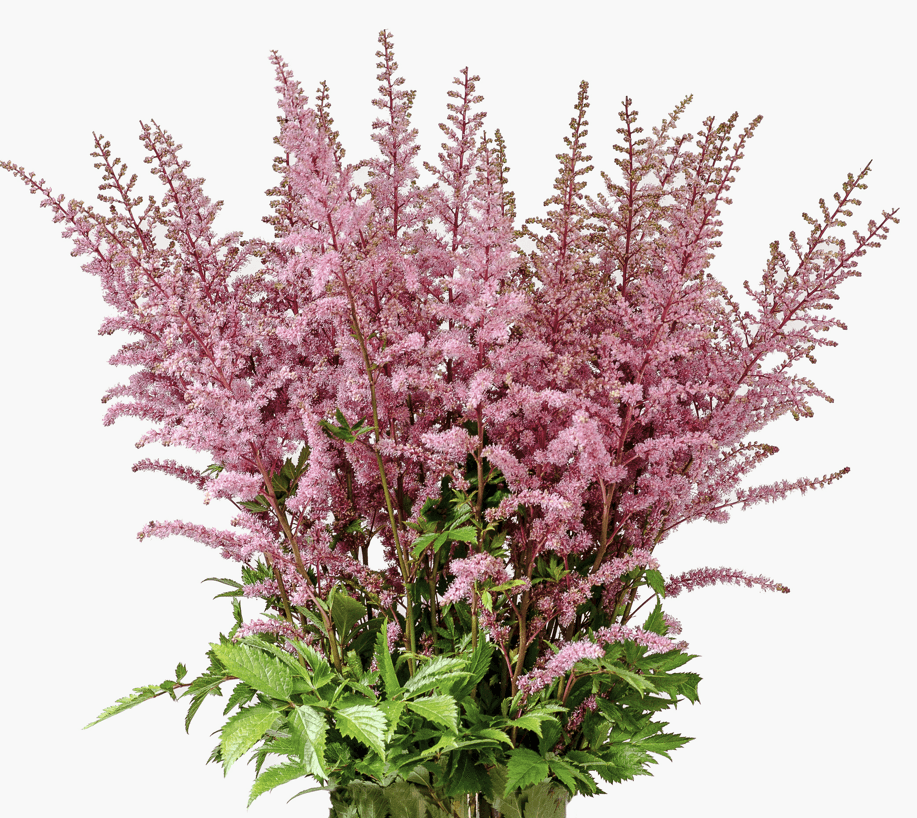 Astilbe Spx Pink 50cm
