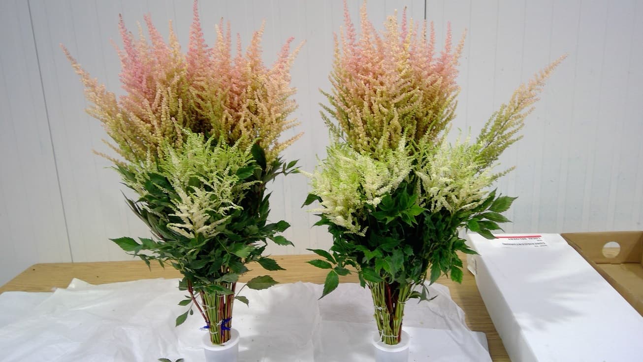 Astilbe Spx Asst 50cm
