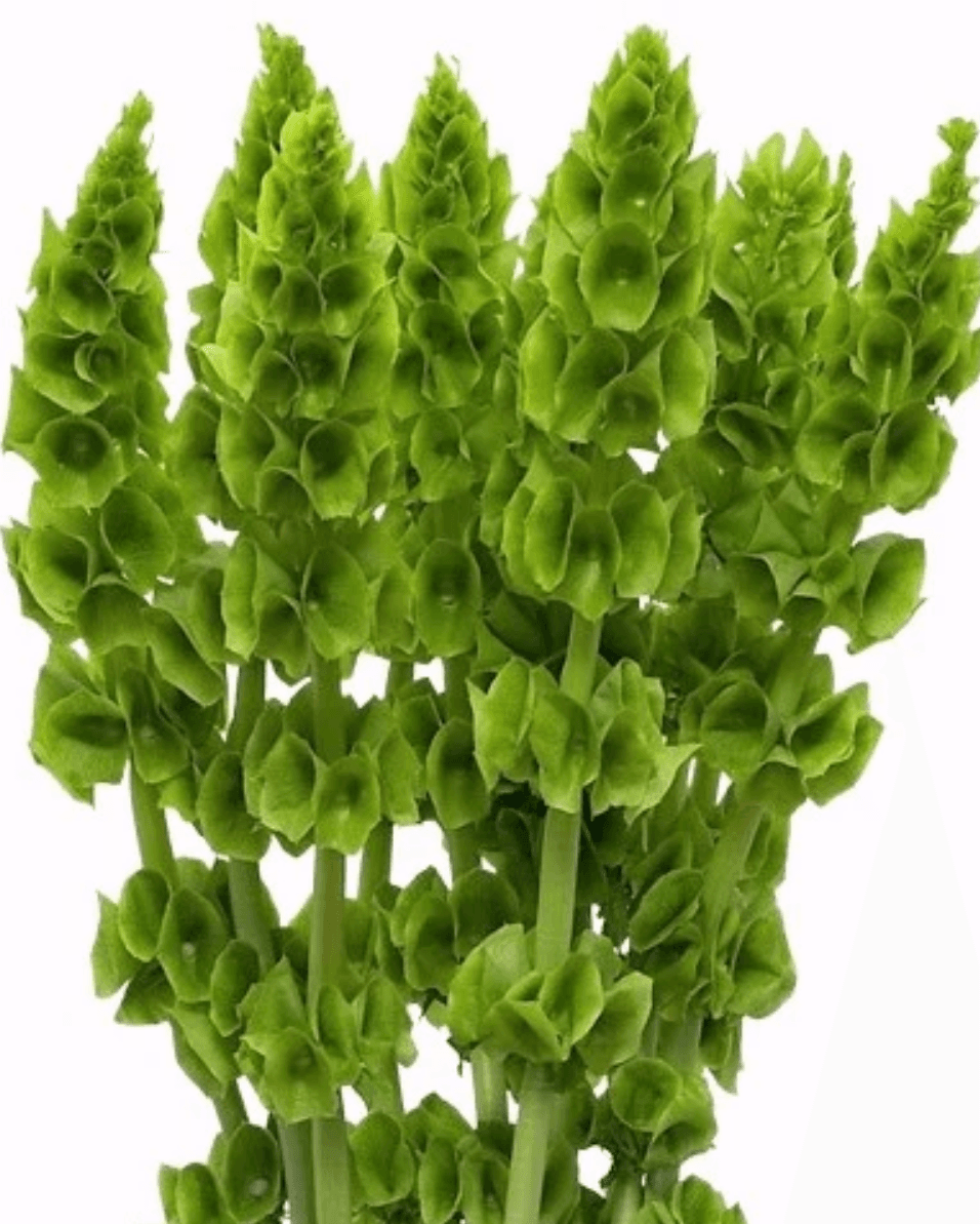 Moluccella Bells SPX 80cm