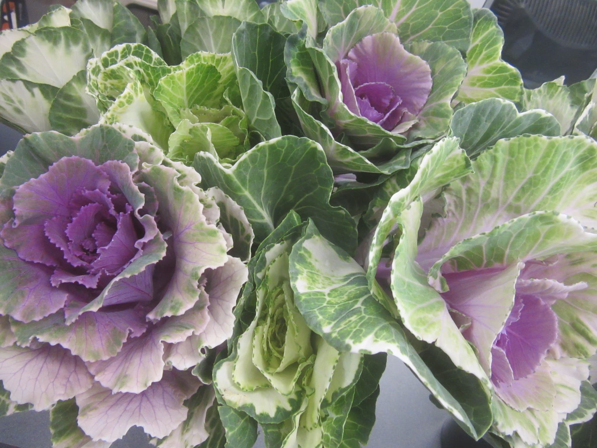 Brassica-Kale SPX Asst 50cm