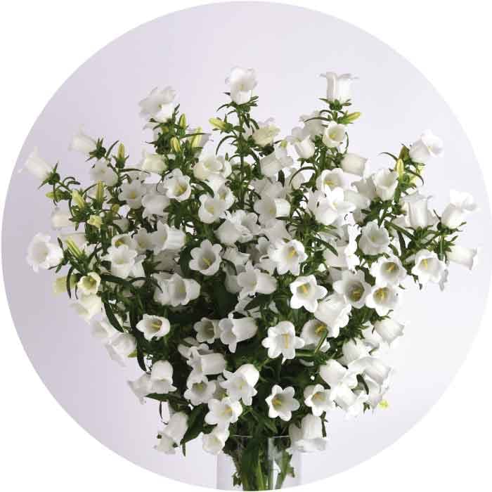Specialty Spx Campanula White 10stem